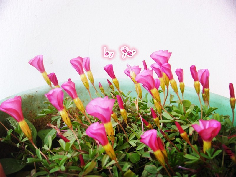 DSCF9389_����.jpg