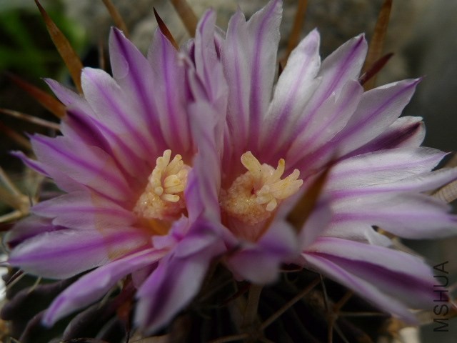 P1080123.JPG