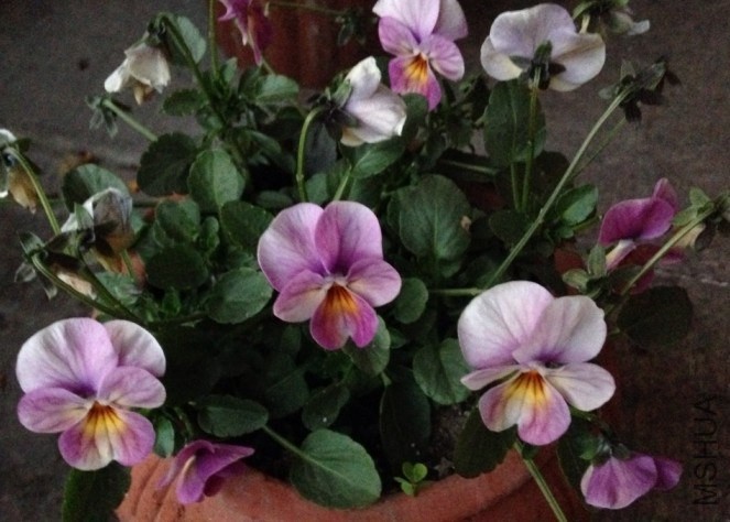 QQͼƬ20140116083445.jpg