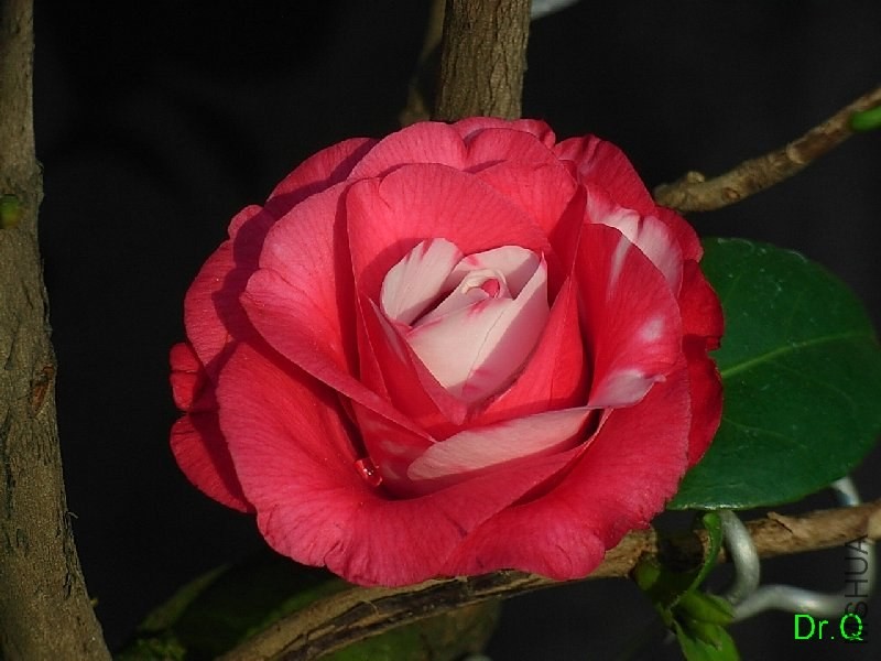 1-����ِŮ��-1.JPG