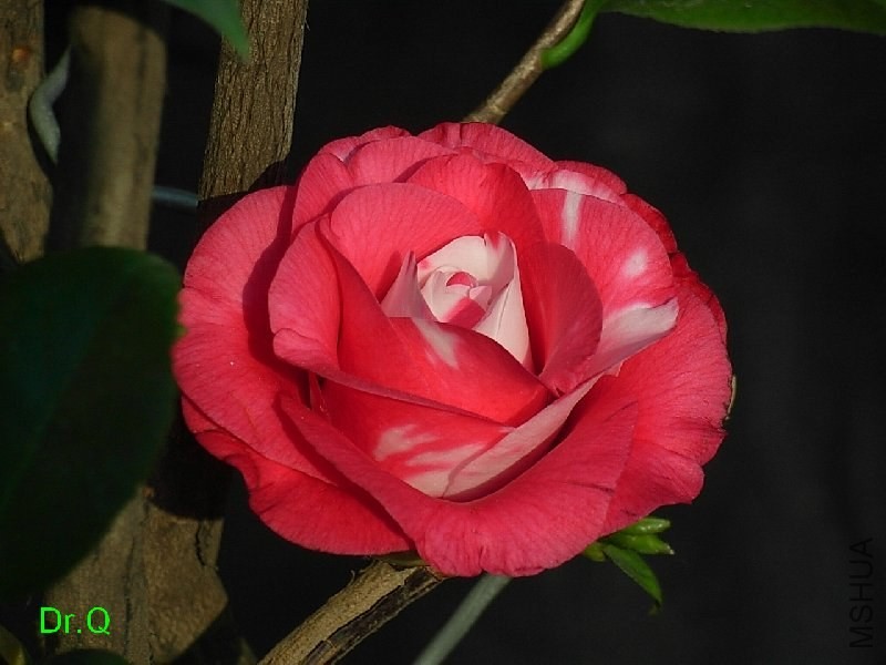 1-����ِŮ��-2.JPG