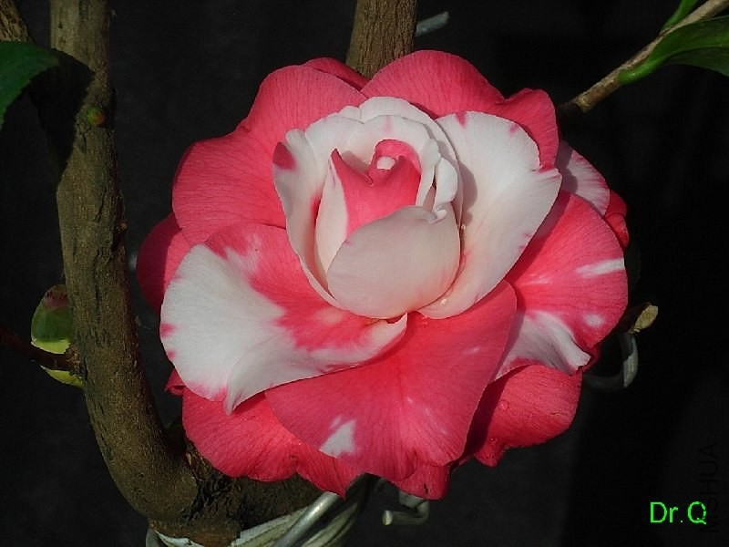 1-����ِŮ��-3.JPG