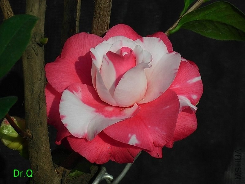 1-����ِŮ��-4.JPG