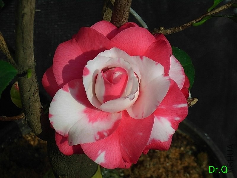 1-����ِŮ��-5.JPG