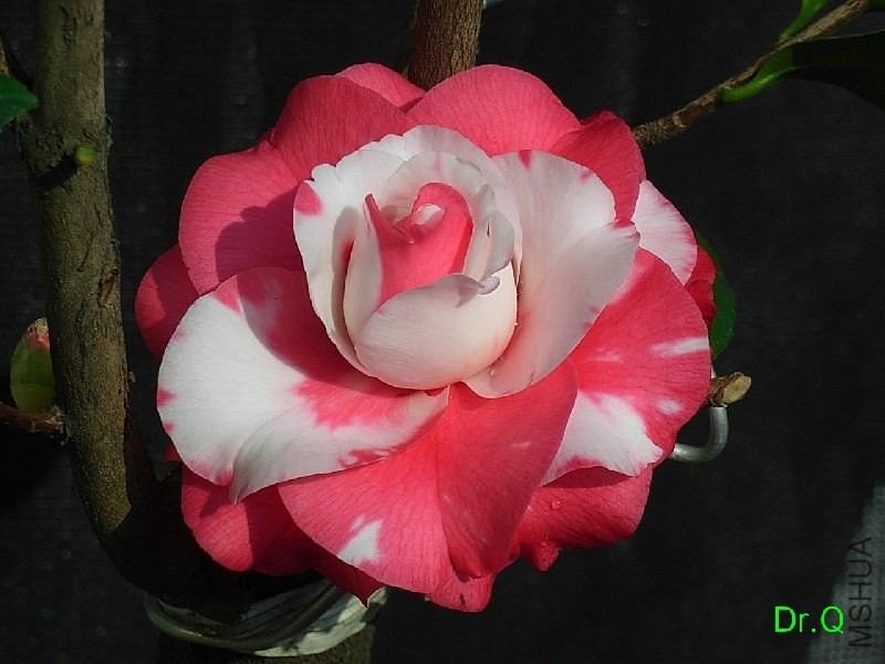1-����ِŮ��-6.JPG