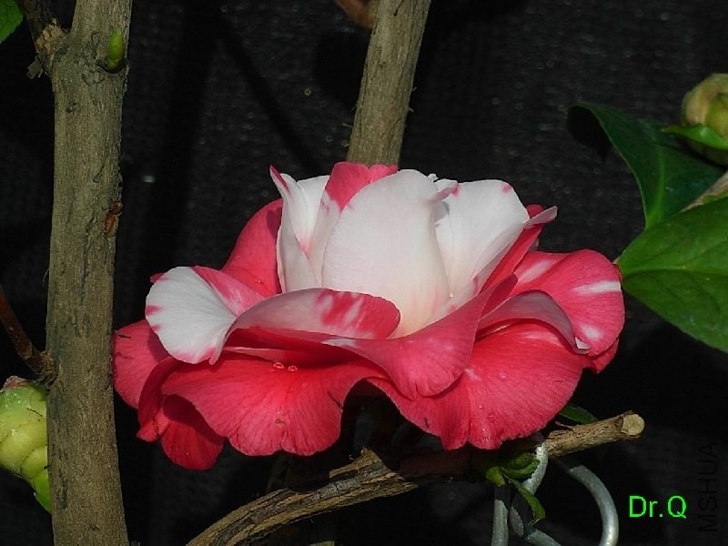 1-����ِŮ��-7.JPG