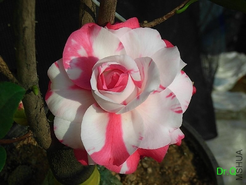 1-����ِŮ��-9.JPG
