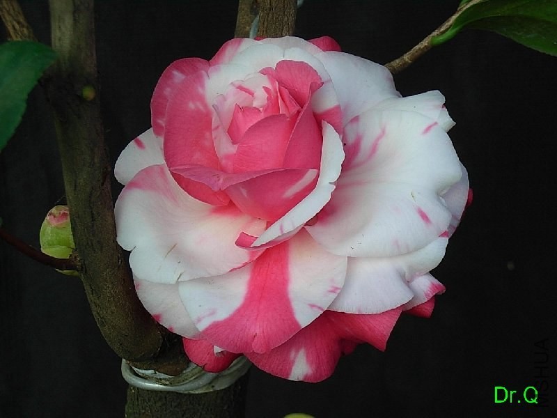 1-����ِŮ��-10.JPG