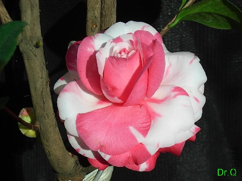 1-����ِŮ��-11.JPG