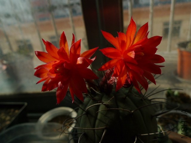 P1090242.JPG