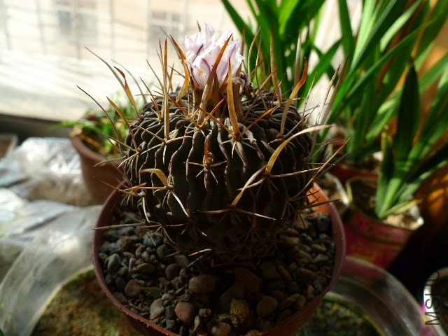 P1090243.JPG