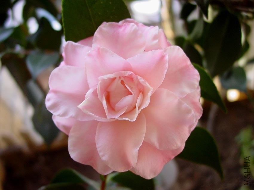 DSC00922.JPG