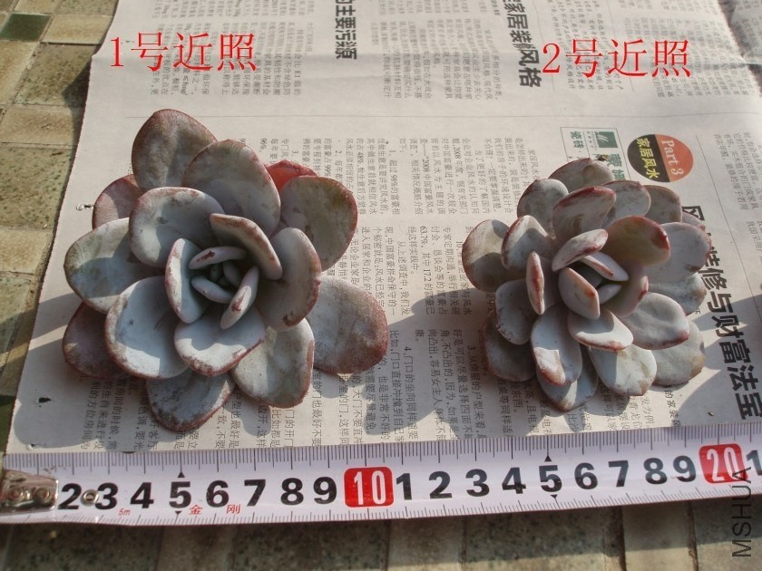 ѩ��2����.jpg