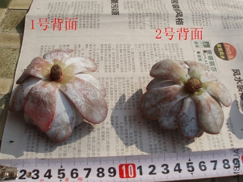 ѩ��4����.jpg