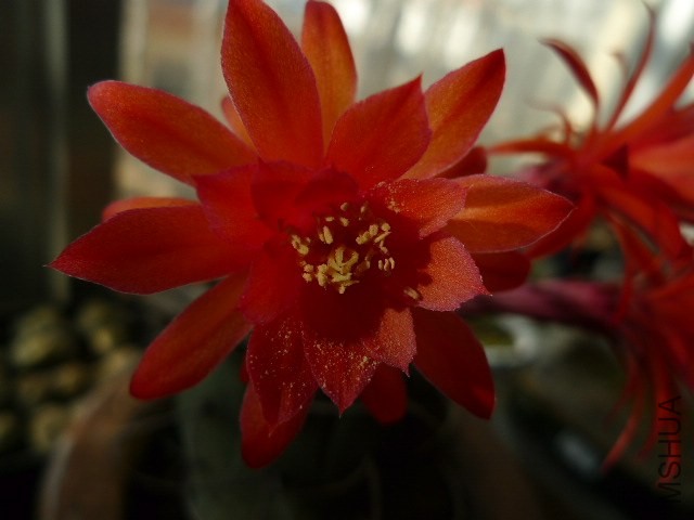 P1090268.JPG