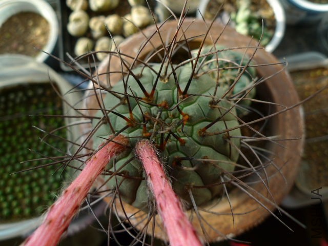 P1090269.JPG