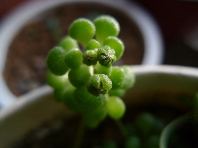 P1090239.JPG