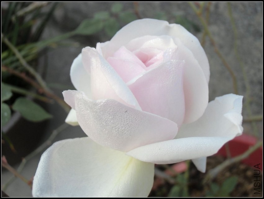 CIMG1565_����.jpg