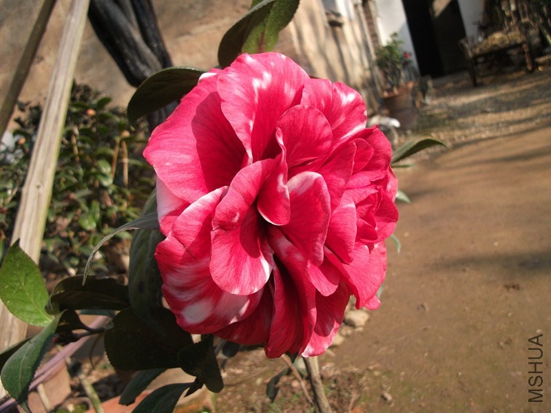 DSCF6983_����.jpg