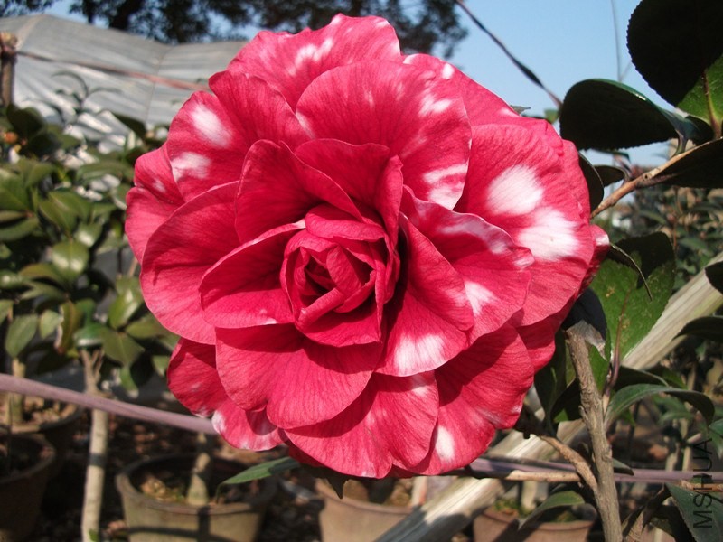 DSCF6989_����.jpg