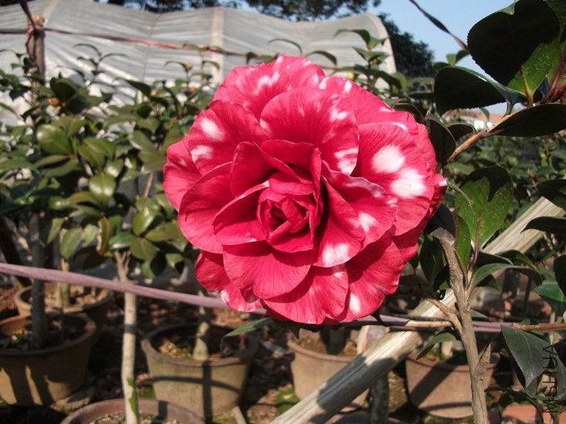 DSCF6991_����.jpg