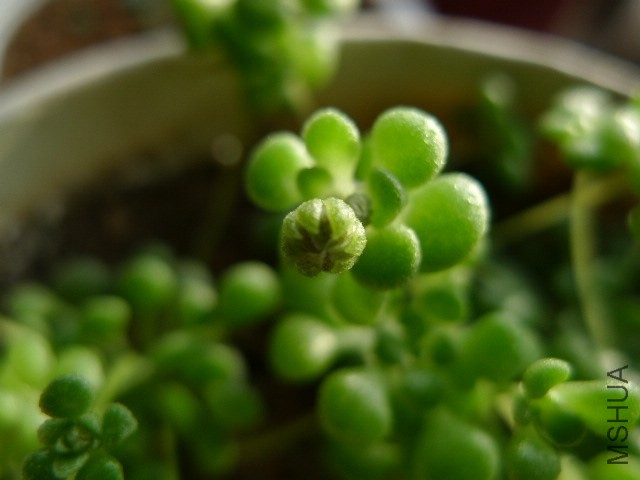 P1090240.JPG