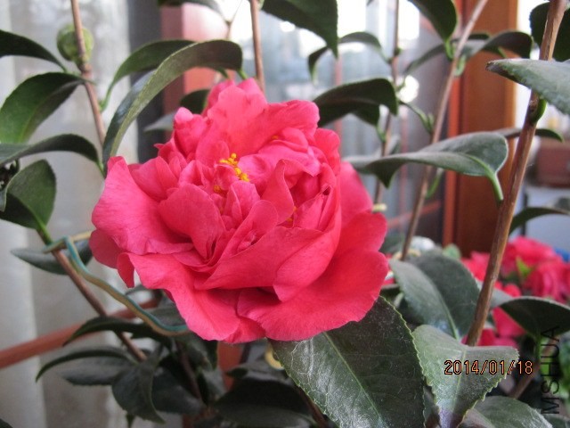 IMG_2663.JPG