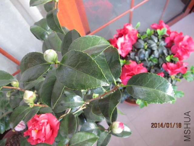 IMG_2665.JPG