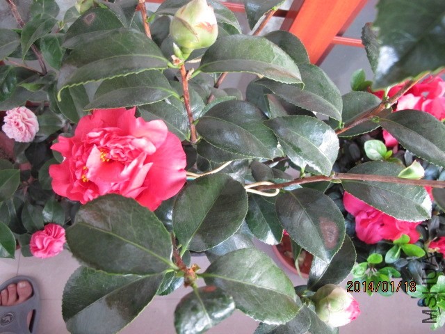 IMG_2666.JPG