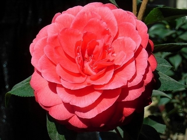 R0011821-.jpg