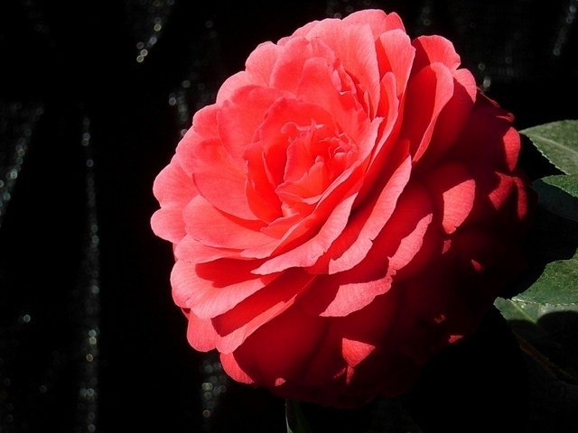 R0011820-.jpg