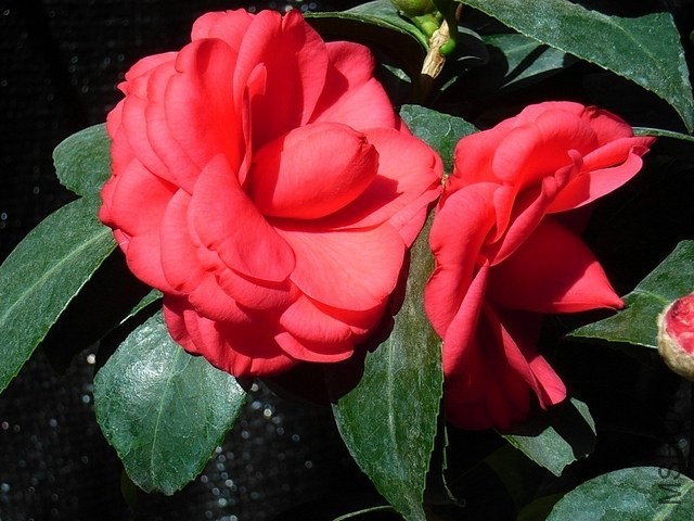 R0011811-.jpg