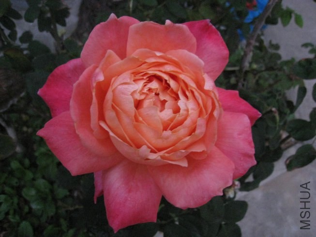 ��Ƭ��1�� 005.jpg