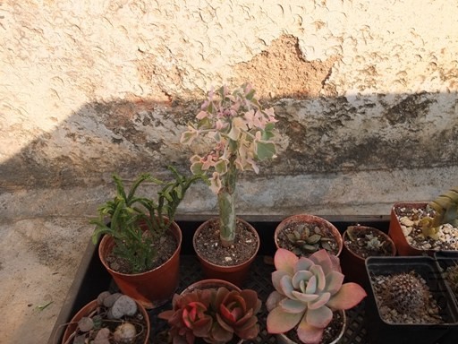 ��Ƭ 043.jpg