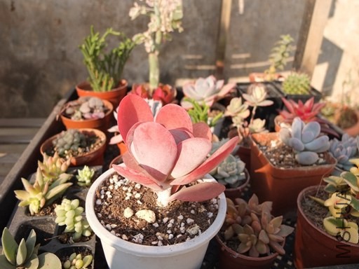 ��Ƭ 044.jpg