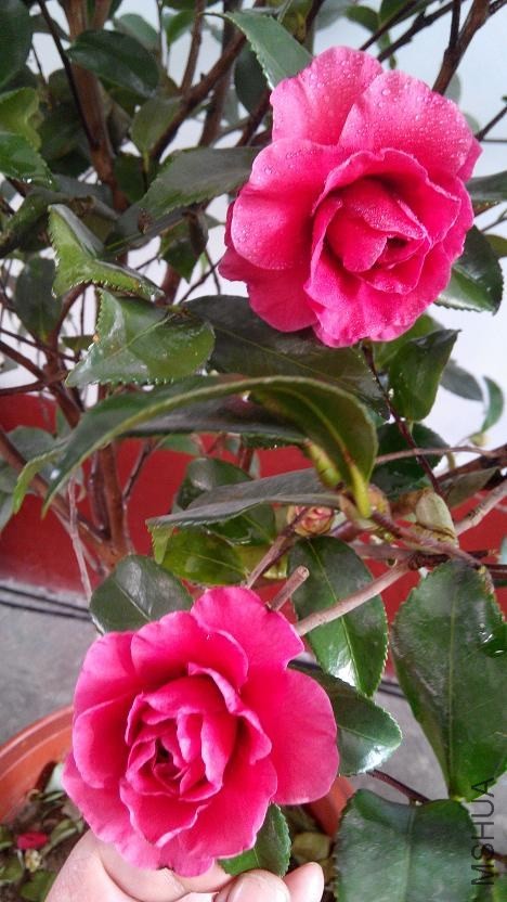 IMG_20140102_095133.jpg