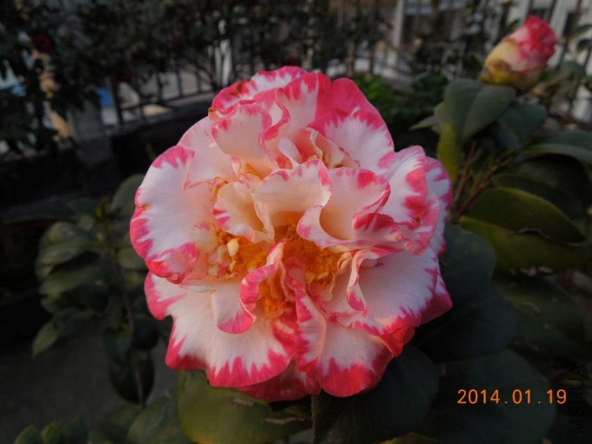 ������С DSCN0518.JPG