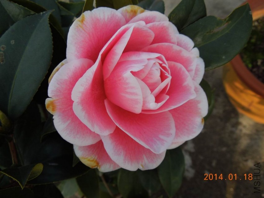 ������С DSCN0513.JPG