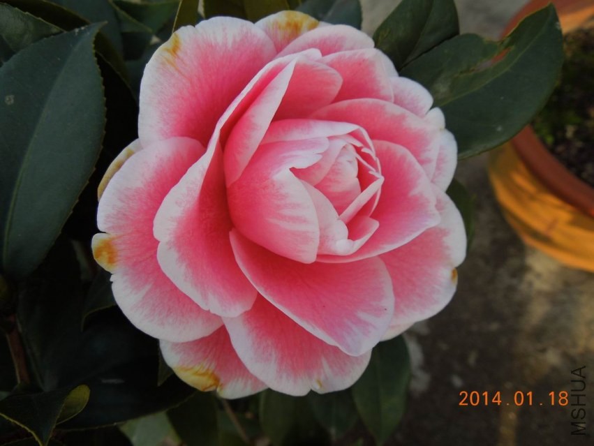 ������С DSCN0514.JPG