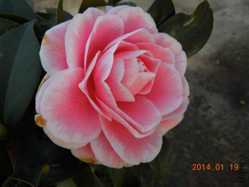 ������С DSCN0534.JPG