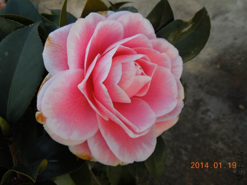 ������С DSCN0535.JPG