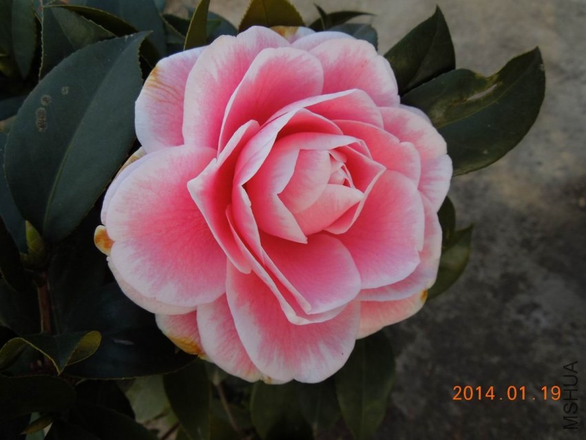 ������С DSCN0536.JPG