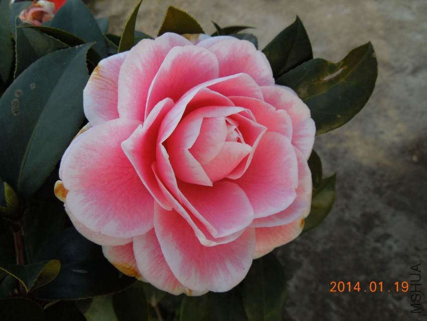 ������С DSCN0537.JPG