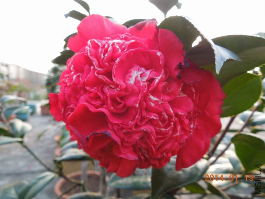 ������С DSCN0539.JPG