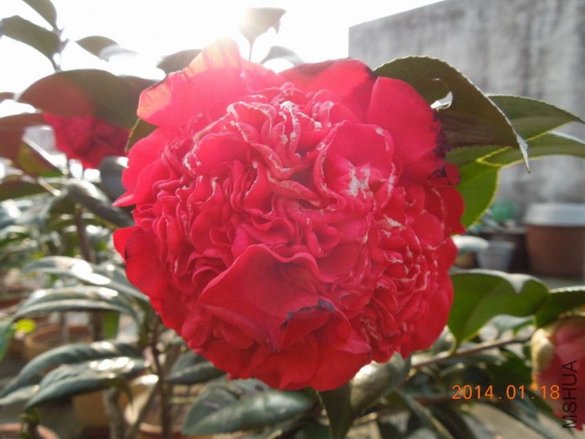 ������С DSCN0501.JPG