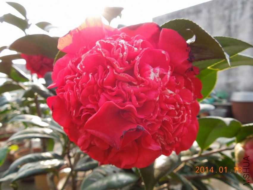 ������С DSCN0502.JPG