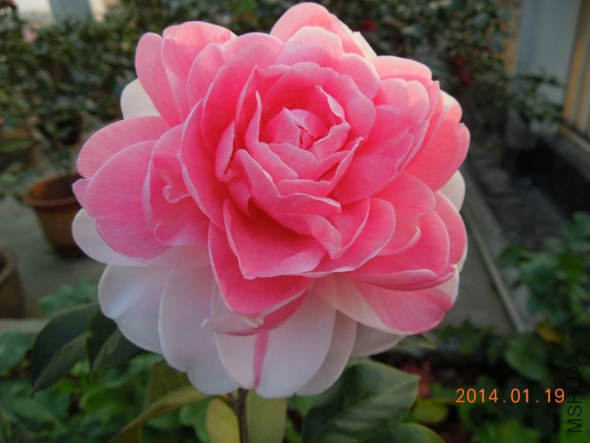 ������С DSCN0517.JPG