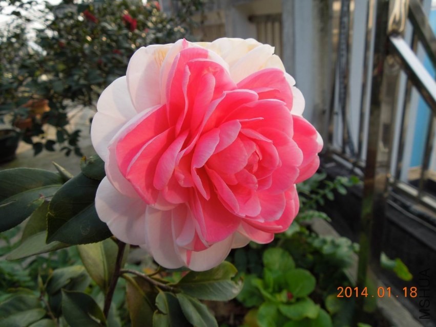 ������С DSCN0510.JPG