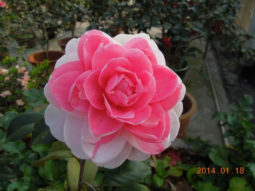 ������С DSCN0511.JPG