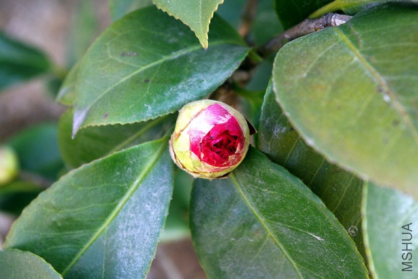 IMGP9311.JPG